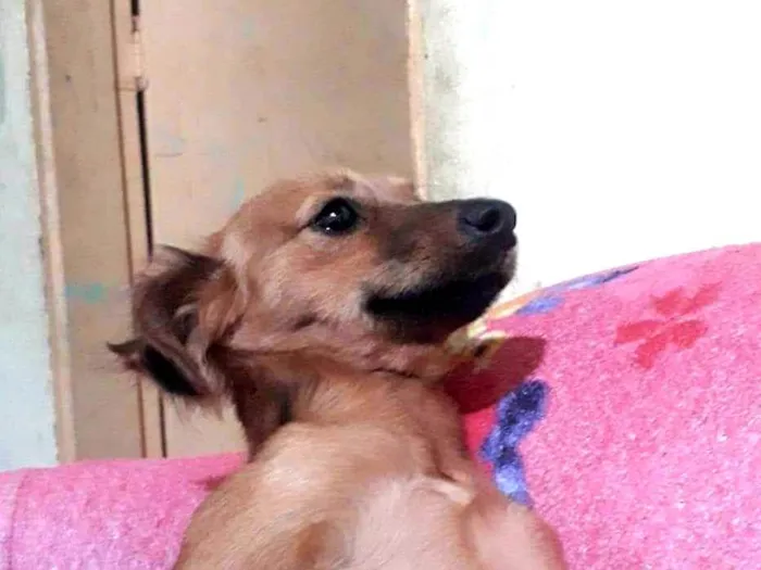 Cachorro ra a SRD-ViraLata idade 2 a 6 meses nome Bella 