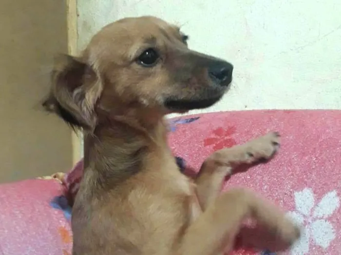 Cachorro ra a SRD-ViraLata idade 2 a 6 meses nome Estela