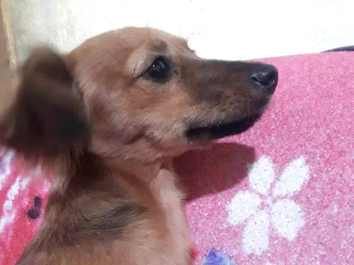 Cachorro ra a SRD-ViraLata idade 2 a 6 meses nome Estela