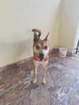 Cacau