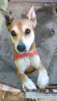 Cacau