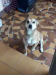 Cacau
