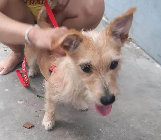 Cachorro ra a SRD-ViraLata idade 7 a 11 meses nome Amora