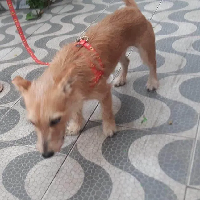 Cachorro ra a SRD-ViraLata idade 7 a 11 meses nome Amora