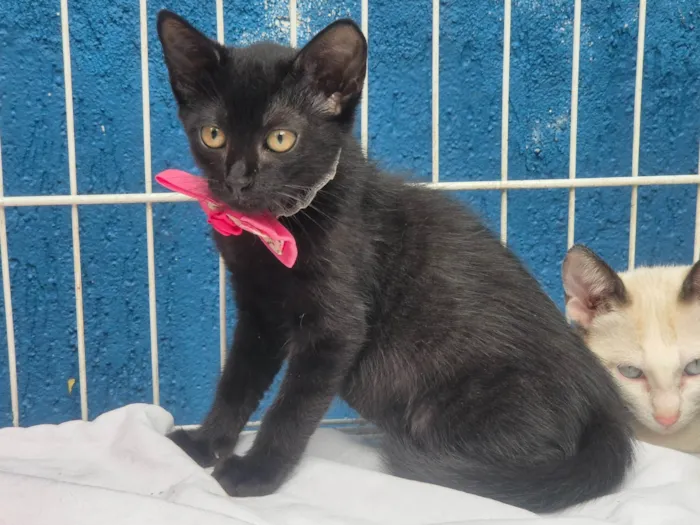 Gato ra a SRD-ViraLata idade 2 a 6 meses nome Paulinha Black