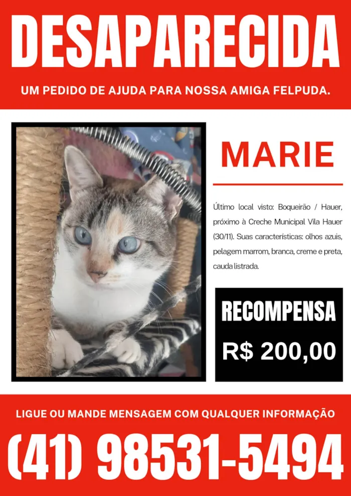 Gato ra a SRD-ViraLata idade 3 anos nome Marie