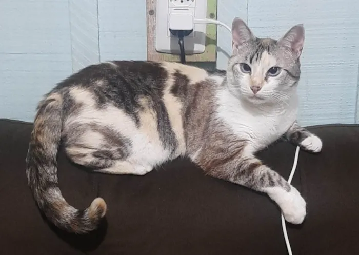 Gato ra a SRD-ViraLata idade 3 anos nome Marie