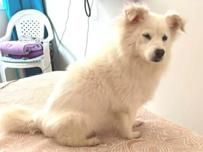 Cachorro raça SRD-ViraLata idade 6 ou mais anos nome Branca