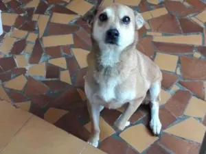 Cachorro raça SRD-ViraLata idade 6 ou mais anos nome Cacau 