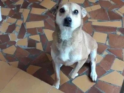 Cachorro raça SRD-ViraLata idade 6 ou mais anos nome Cacau 