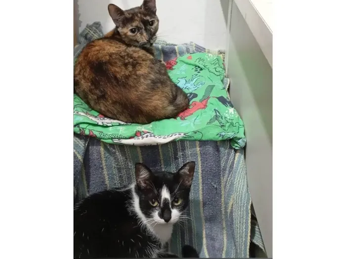 Gato ra a SRD-ViraLata idade 2 a 6 meses nome 2 gatas sininho e ferrugi