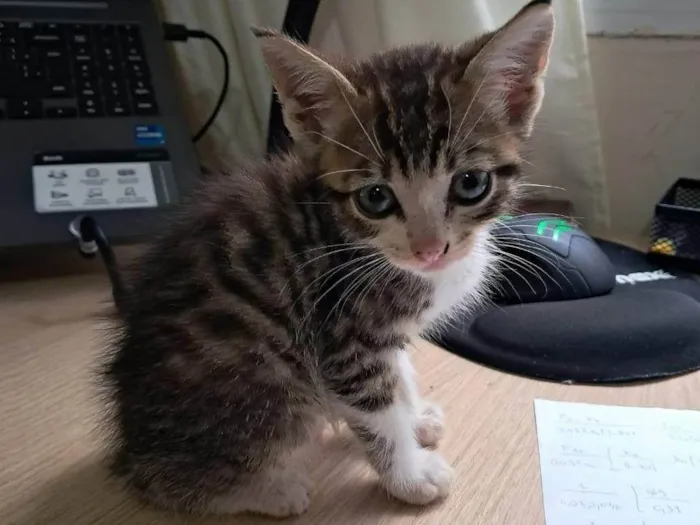 Gato ra a SRD-ViraLata idade Abaixo de 2 meses nome Sem nome