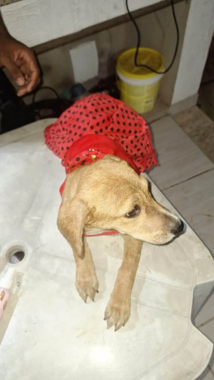 Cachorro ra a SRD-ViraLata idade 2 a 6 meses nome Nayara nunes