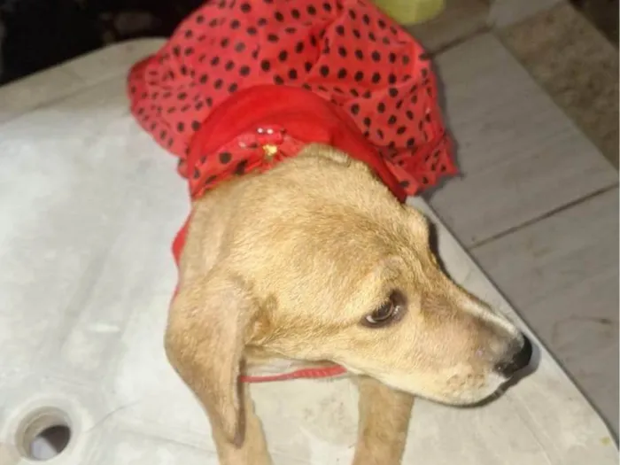 Cachorro ra a SRD-ViraLata idade 2 a 6 meses nome Nayara nunes