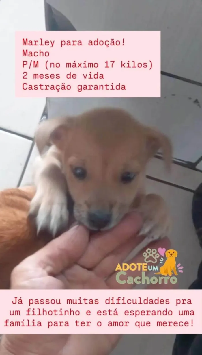 Cachorro ra a SRD-ViraLata idade 2 a 6 meses nome Marley 