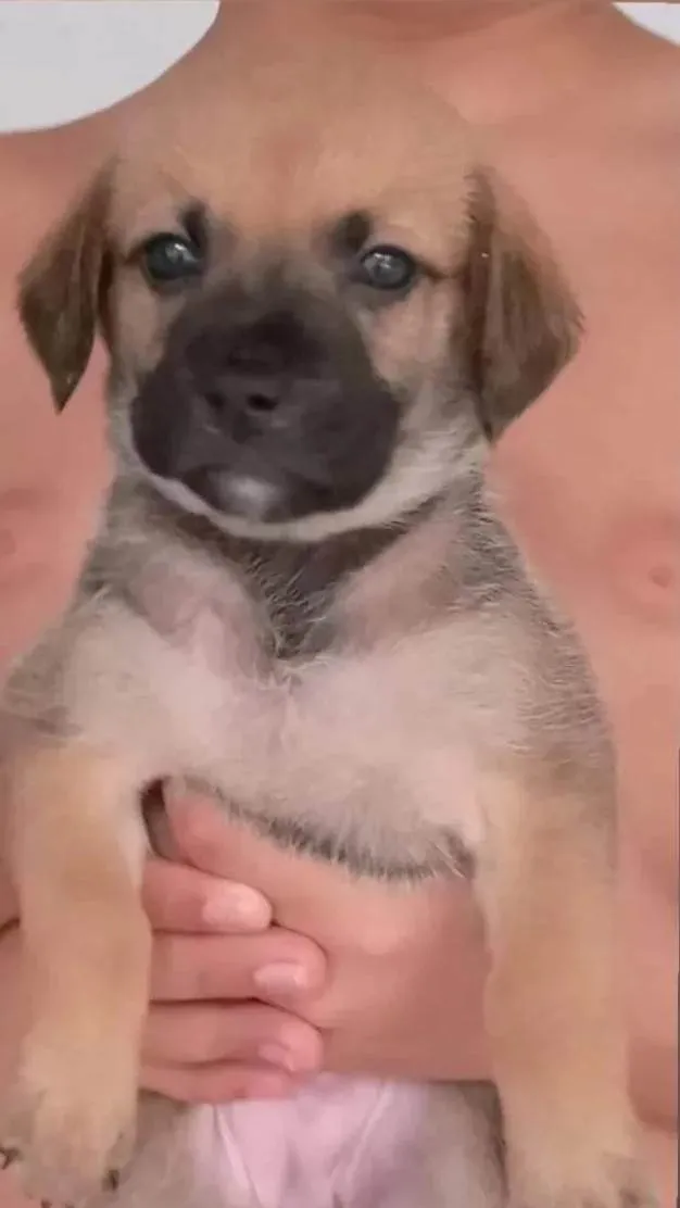 Cachorro ra a SRD-ViraLata idade 2 a 6 meses nome Filhotes de cachorro