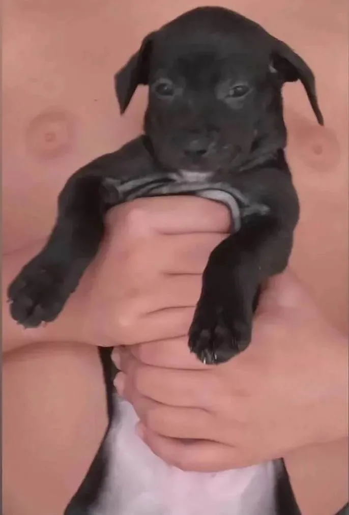 Cachorro ra a SRD-ViraLata idade 2 a 6 meses nome Filhotes de cachorro