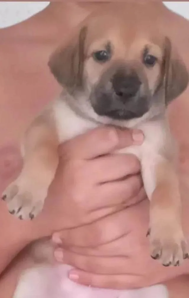 Cachorro ra a SRD-ViraLata idade 2 a 6 meses nome Filhotes de cachorro