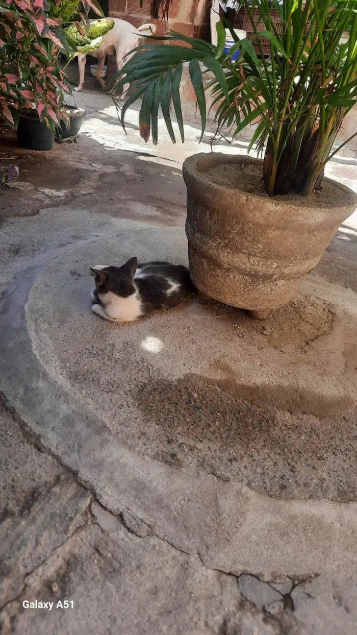 Gato ra a Persa idade Abaixo de 2 meses nome Pretim