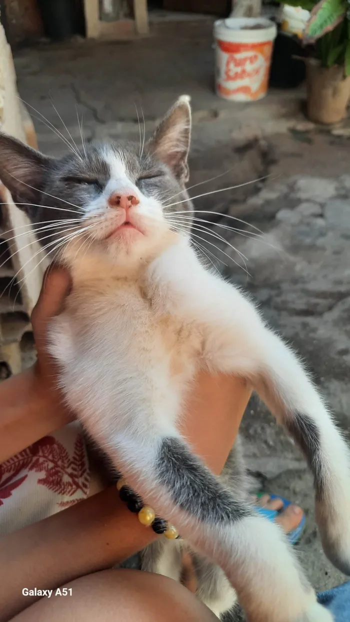 Gato ra a Persa idade Abaixo de 2 meses nome Pretim