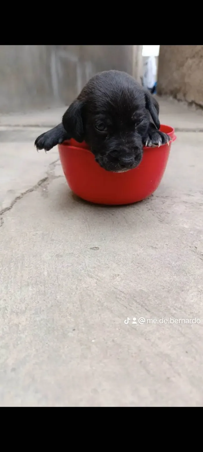 Cachorro ra a SRD-ViraLata idade Abaixo de 2 meses nome Ainda sem nome