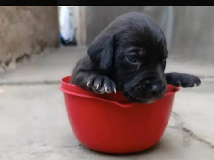 Cachorro ra a SRD-ViraLata idade Abaixo de 2 meses nome Ainda sem nome