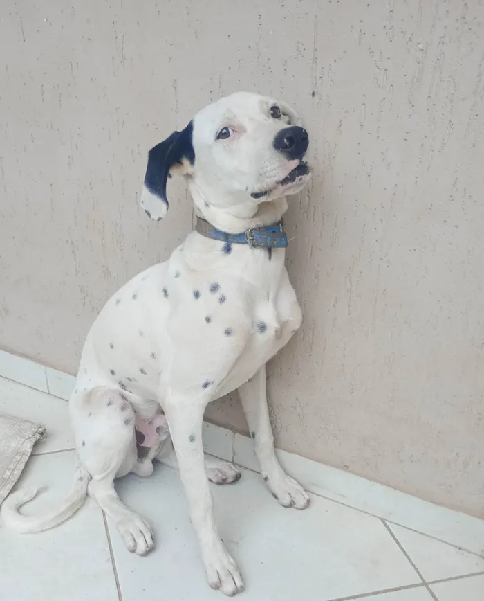 Cachorro ra a SRD-ViraLata idade 7 a 11 meses nome Zeus