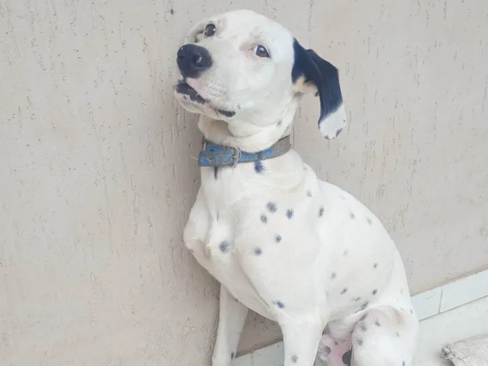 Cachorro ra a SRD-ViraLata idade 7 a 11 meses nome Zeus