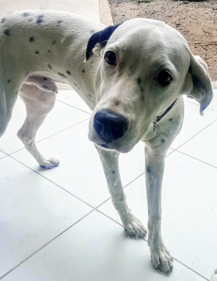 Cachorro ra a SRD-ViraLata idade 7 a 11 meses nome Zeus