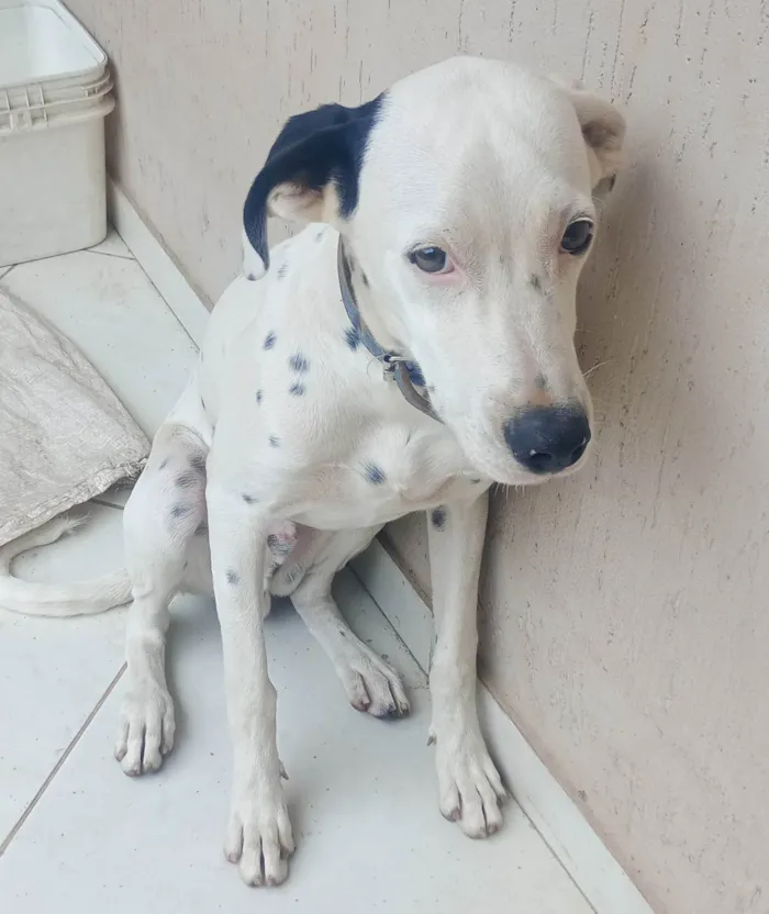 Cachorro ra a SRD-ViraLata idade 7 a 11 meses nome Zeus