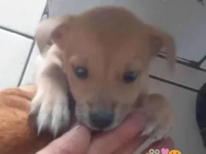 Cachorro raça SRD-ViraLata idade 2 a 6 meses nome Marley 