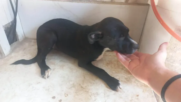 Cachorro ra a SRD-ViraLata idade 2 a 6 meses nome Sem  nomes