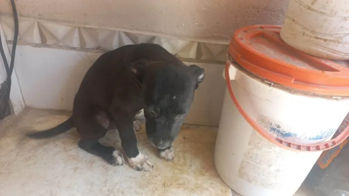 Cachorro ra a SRD-ViraLata idade 2 a 6 meses nome Sem  nomes