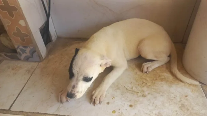 Cachorro ra a SRD-ViraLata idade 2 a 6 meses nome Sem  nomes