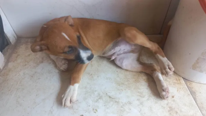 Cachorro ra a SRD-ViraLata idade 2 a 6 meses nome Sem  nomes