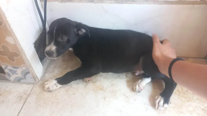 Cachorro ra a SRD-ViraLata idade 2 a 6 meses nome Sem  nomes