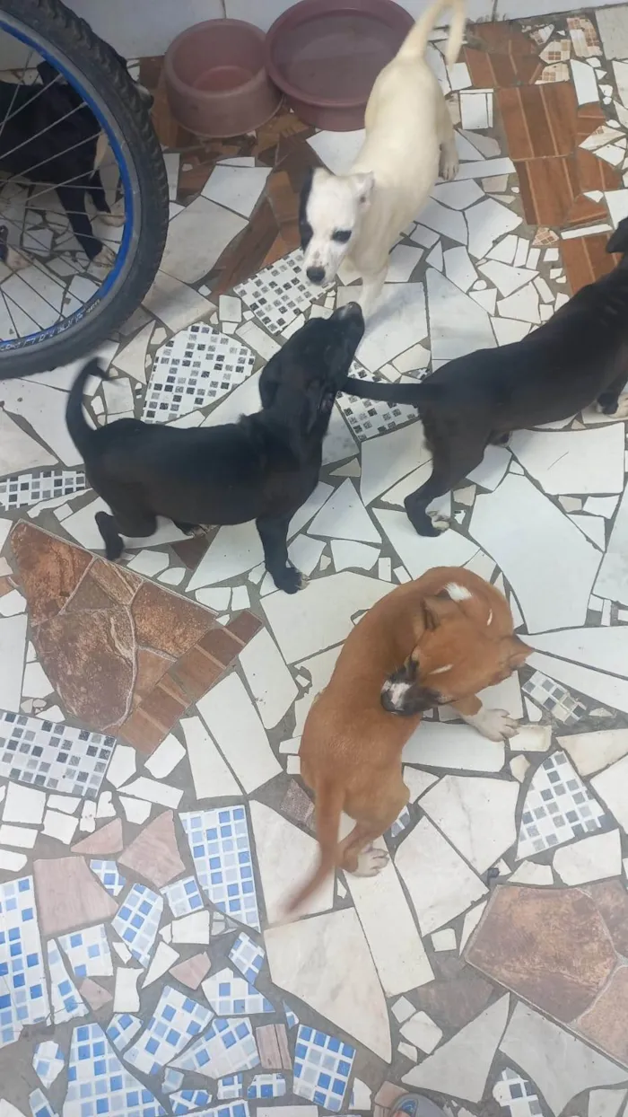 Cachorro ra a SRD-ViraLata idade 2 a 6 meses nome Sem  nomes