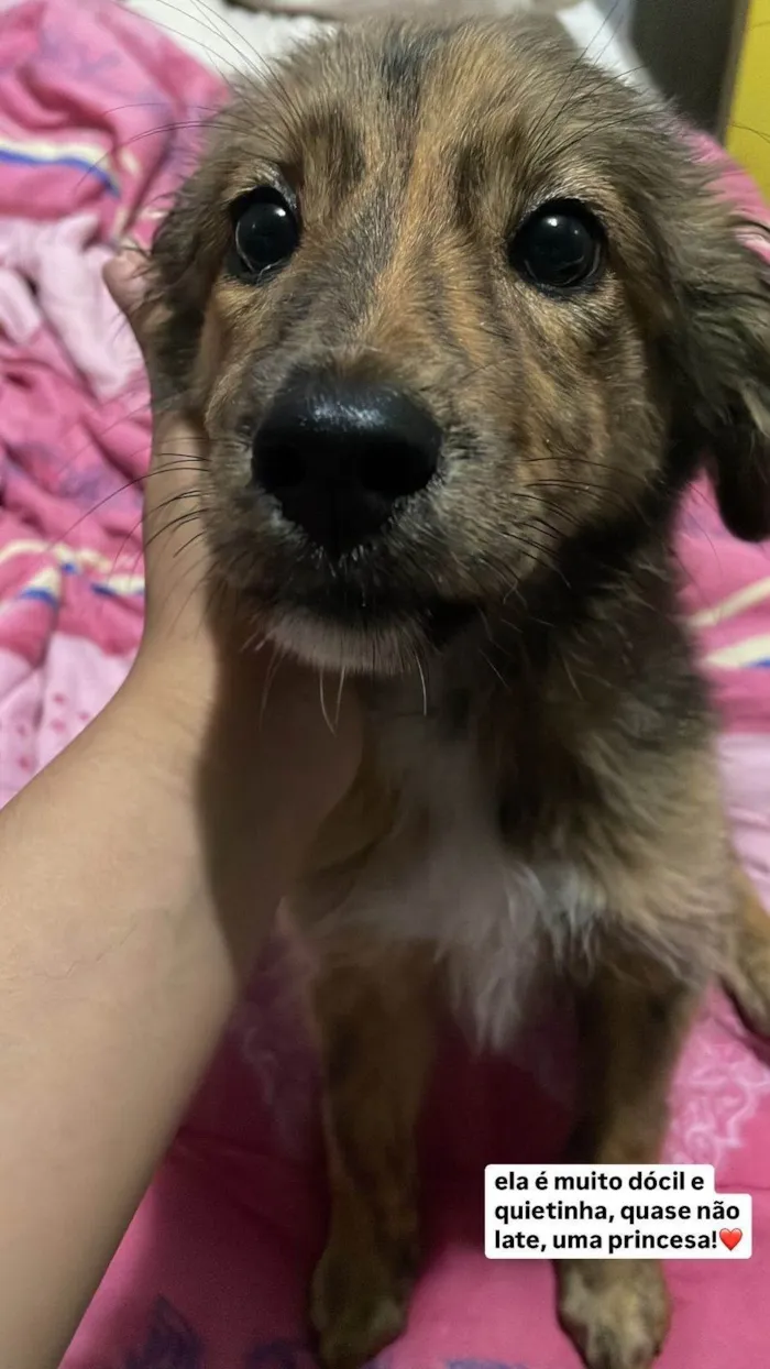 Cachorro ra a SRD-ViraLata idade Abaixo de 2 meses nome não tem nome