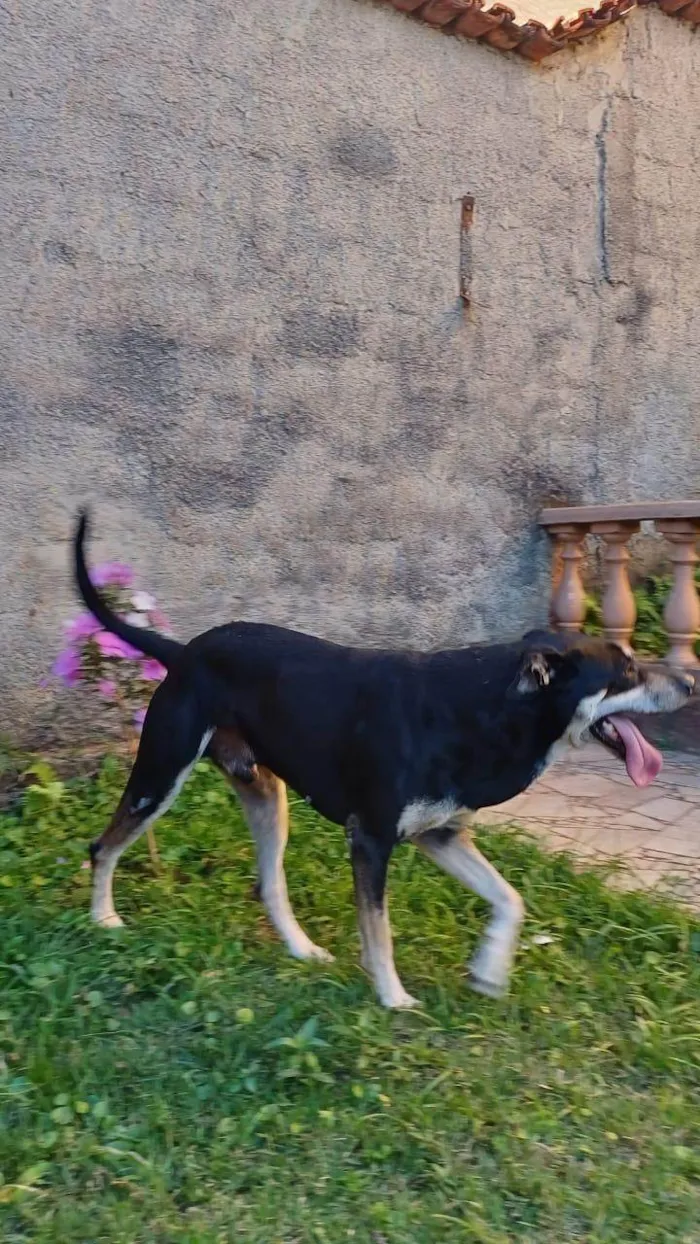 Cachorro ra a Fila idade 6 ou mais anos nome Negão