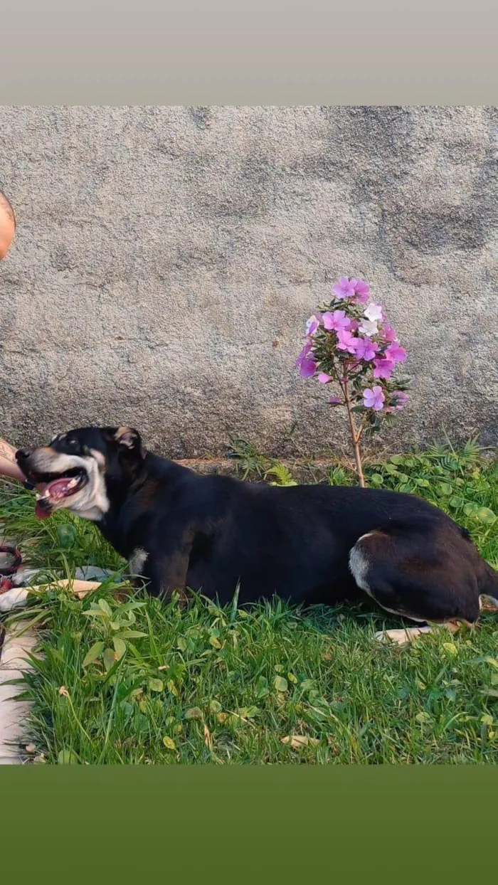 Cachorro ra a Fila idade 6 ou mais anos nome Negão