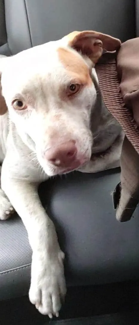 Cachorro ra a Pit-Bull idade 1 ano nome Pandora