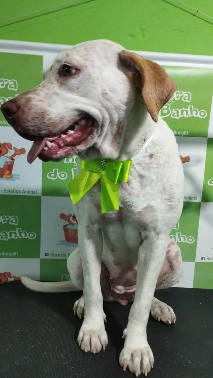 Cachorro ra a Pit-Bull idade 1 ano nome Pandora