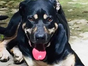 Cachorro raça Fila idade 6 ou mais anos nome Negão