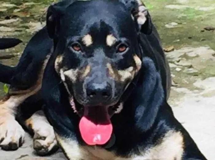 Cachorro ra a Fila idade 6 ou mais anos nome Negão