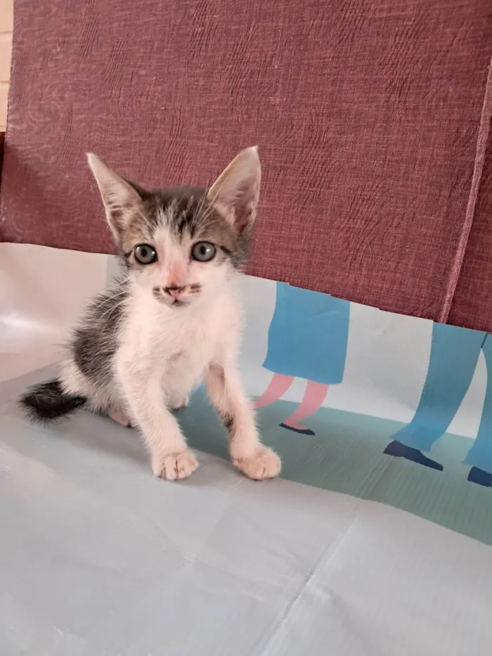 Gato ra a SRD-ViraLata idade 2 a 6 meses nome Onix