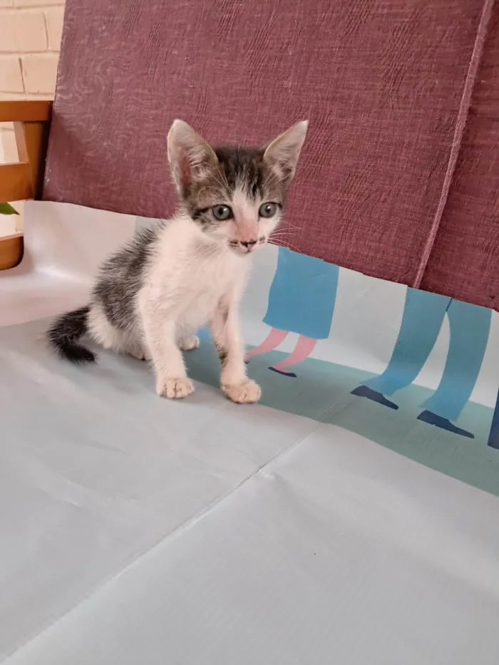 Gato ra a SRD-ViraLata idade 2 a 6 meses nome Onix