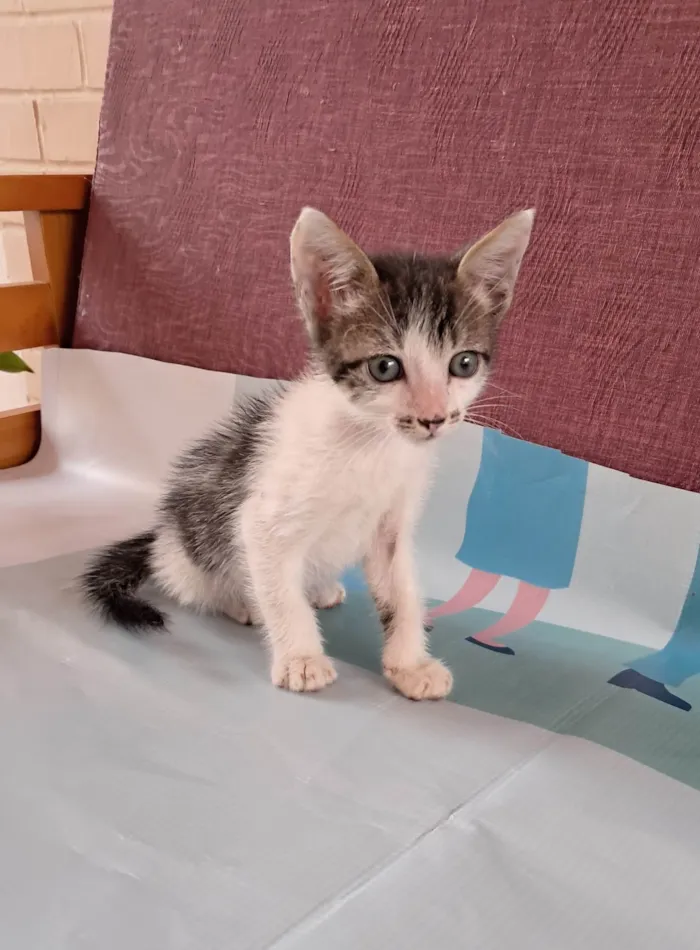 Gato ra a SRD-ViraLata idade 2 a 6 meses nome Onix