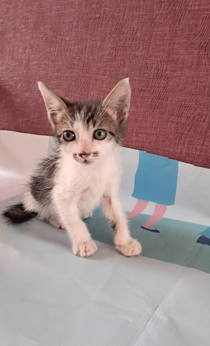 Gato ra a SRD-ViraLata idade 2 a 6 meses nome Onix