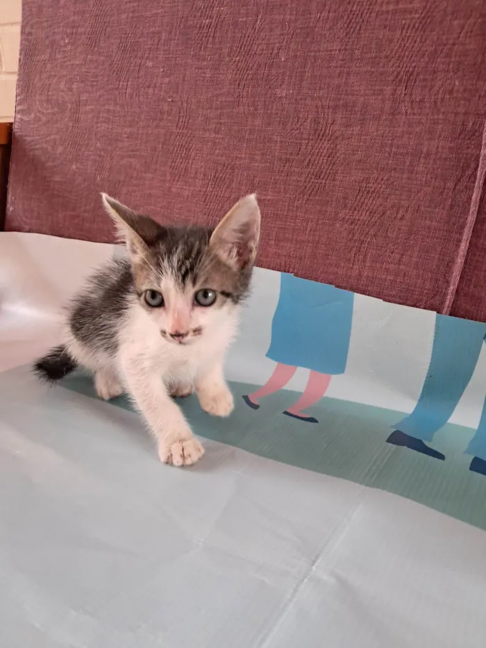 Gato ra a SRD-ViraLata idade 2 a 6 meses nome Onix