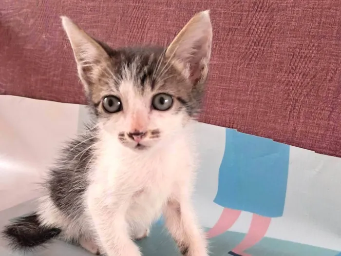 Gato ra a SRD-ViraLata idade 2 a 6 meses nome Onix